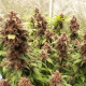Red Hindu Kush Auto | TanieSianie.pl