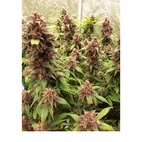 Red Hindu Kush Auto | TanieSianie.pl