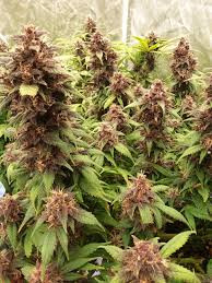 Red Hindu Kush Auto | TanieSianie.pl