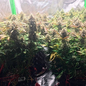 Jack Herer 47 Auto | TanieSianie.pl
