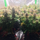 Jack Herer 47 Auto | TanieSianie.pl