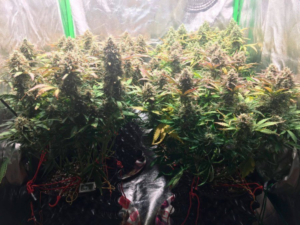 Jack Herer 47 Auto | TanieSianie.pl