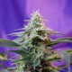 Sweet Special Auto - SWEET SEEDS | TanieSianie.pl