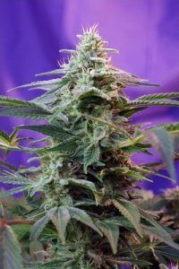 Sweet Special Auto - SWEET SEEDS | TanieSianie.pl
