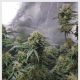 Sweet Pure CBD Auto | TanieSianie.pl