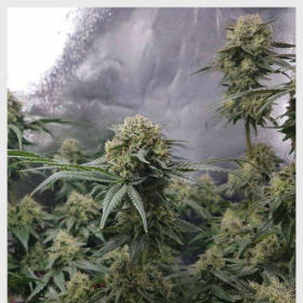 Sweet Pure CBD Auto | TanieSianie.pl