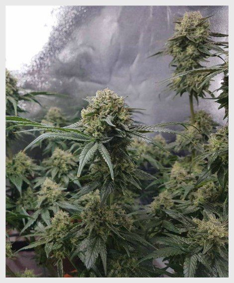 Sweet Pure CBD Auto | TanieSianie.pl