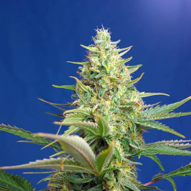 Sweet Pure Auto CBD - SWEET SEEDS | TanieSianie.pl