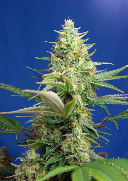 Sweet Pure Auto CBD - SWEET SEEDS | TanieSianie.pl