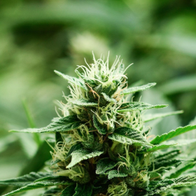 Mexican Candy - SUPER STRAINS | TanieSianie.pl