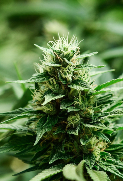Mexican Candy - SUPER STRAINS | TanieSianie.pl