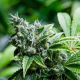 Eden - SUPER STRAINS | TanieSianie.pl