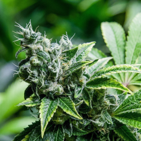Eden - SUPER STRAINS | TanieSianie.pl