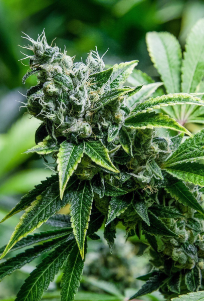 Eden - SUPER STRAINS | TanieSianie.pl