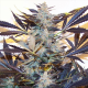 Blue Kush Auto | TanieSianie.pl