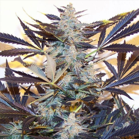 Blue Kush Auto | TanieSianie.pl