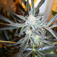 Blue Kush Auto | TanieSianie.pl