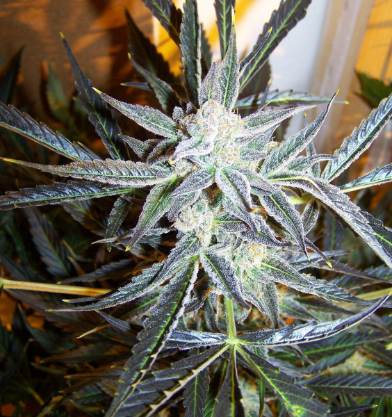 Blue Kush Auto | TanieSianie.pl