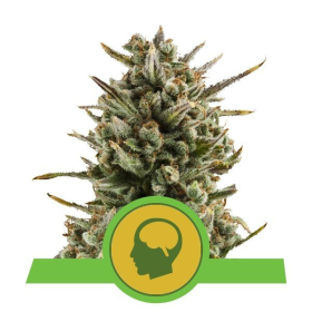Amnesia Haze Automatic - ROYAL QUEEN SEEDS | TanieSianie.pl