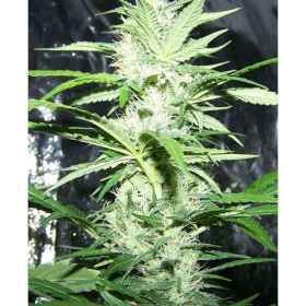 Amnesia XXL Auto | TanieSianie.pl