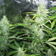 Amnesia XXL Auto | TanieSianie.pl