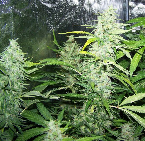 Amnesia XXL Auto | TanieSianie.pl