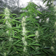 Amnesia XXL Auto | TanieSianie.pl