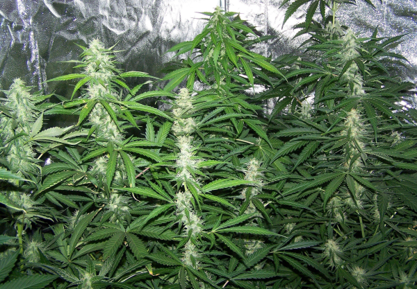 Amnesia XXL Auto | TanieSianie.pl