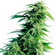 Hindu Kush - SENSI SEEDS | TanieSianie.pl