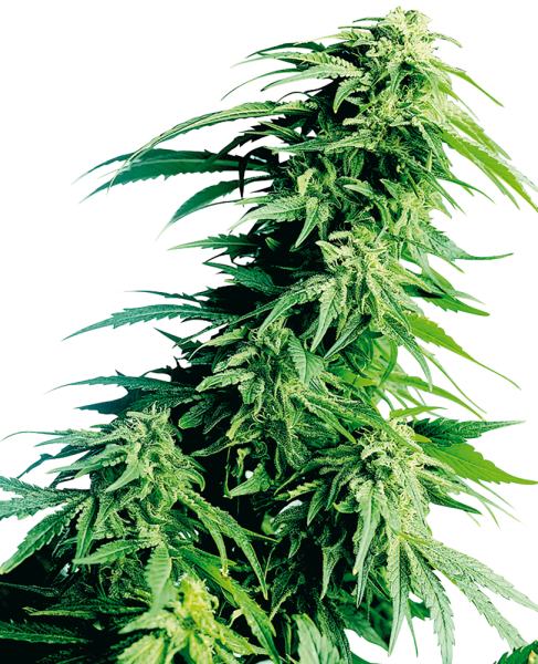 Hindu Kush - SENSI SEEDS | TanieSianie.pl
