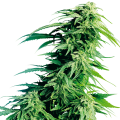 Hindu Kush - SENSI SEEDS