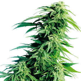 Hindu Kush Automatic - SENSI SEEDS | TanieSianie.pl