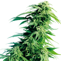 Hindu Kush Automatic - SENSI SEEDS