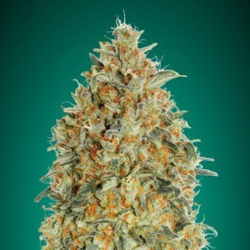 Auto Gorilla Blue - ADVANCED SEEDS | TanieSianie.pl