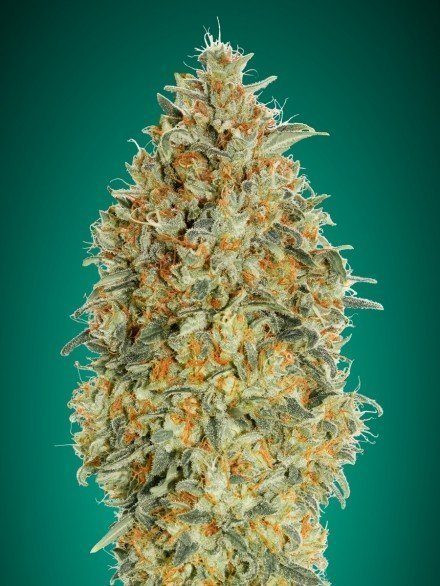 Auto Gorilla Blue - ADVANCED SEEDS | TanieSianie.pl