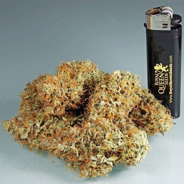 Amnesia Haze Automatic - ROYAL QUEEN SEEDS | TanieSianie.pl