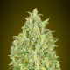 Auto Pineapple Glue - ADVANCED SEEDS | TanieSianie.pl
