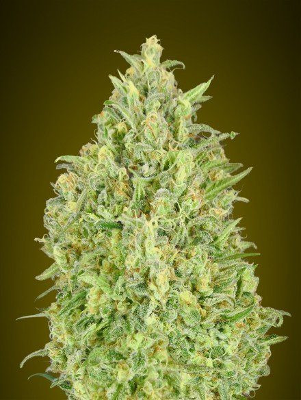 Auto Pineapple Glue - ADVANCED SEEDS | TanieSianie.pl