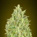 Auto Pineapple Glue - ADVANCED SEEDS