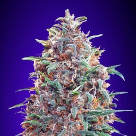 Auto Purple Diesel - ADVANCED SEEDS | TanieSianie.pl