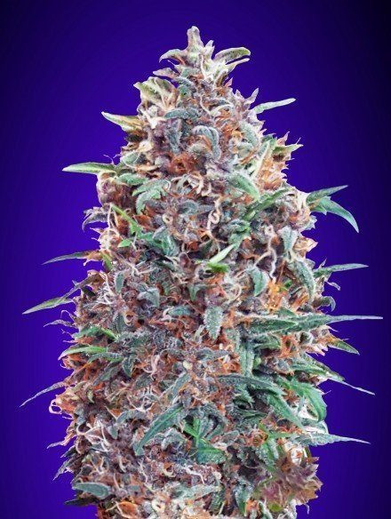 Auto Purple Diesel - ADVANCED SEEDS | TanieSianie.pl