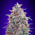 Auto Purple Diesel - ADVANCED SEEDS