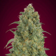 Auto Strawberry Gum - ADVANCED SEEDS | TanieSianie.pl