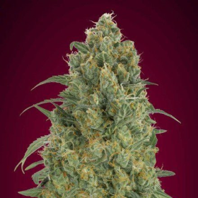 Auto Strawberry Gum - ADVANCED SEEDS | TanieSianie.pl