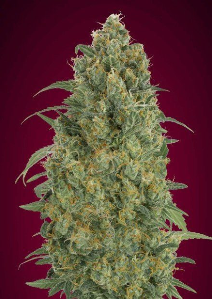 Auto Strawberry Gum - ADVANCED SEEDS | TanieSianie.pl