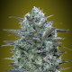 CRITICAL LEMON - ADVANCED SEEDS | TanieSianie.pl