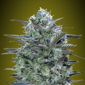 CRITICAL LEMON - ADVANCED SEEDS | TanieSianie.pl