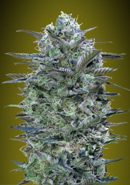 CRITICAL LEMON - ADVANCED SEEDS | TanieSianie.pl