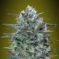 CRITICAL LEMON - ADVANCED SEEDS