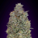 Critical Purple Kush - ADVANCED SEEDS | TanieSianie.pl